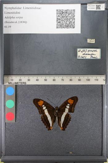 Media type: image;   Entomology 140892